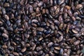 Big Purple bean grain, bean pod, a lot of beans texture pattern Royalty Free Stock Photo