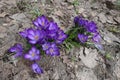 Big purple crocus flowers in spring Royalty Free Stock Photo