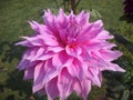 Big purple dahlia flower, dahlia flower garden Royalty Free Stock Photo