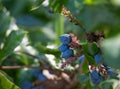 Big purple fruit of oregon grape Royalty Free Stock Photo