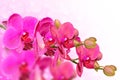 Big purple orchid flowers branch on blurred bokeh Royalty Free Stock Photo