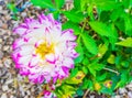 Big purple pink white dahlia flower macro close up Royalty Free Stock Photo