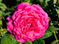 Big Purple rose close up. Hybrid tea rose with dark purple flowers Royalty Free Stock Photo