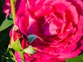 Big Purple rose close up. Hybrid tea rose with dark purple flowers Royalty Free Stock Photo