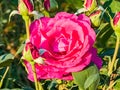 Big Purple rose close up. Hybrid tea rose with dark purple flowers Royalty Free Stock Photo