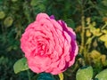 Big Purple rose close up. Hybrid tea rose with dark purple flowers Royalty Free Stock Photo