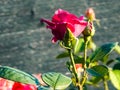 Big Purple rose close up. Hybrid tea rose with dark purple flowers Royalty Free Stock Photo