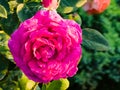 Big Purple rose close up. Hybrid tea rose with dark purple flowers Royalty Free Stock Photo