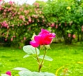 Big Purple rose close up. Hybrid tea rose with dark purple flowers Royalty Free Stock Photo