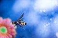 the big queen of bees. A wasp flies against the background of a gerbera flower, a sunflower, a blurry blue, white background.