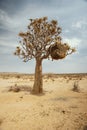 Big quiver tree with nest Royalty Free Stock Photo