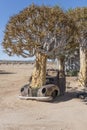 big Quiver tree out of vintage car body worn down by rust in exibition at Canyon Roadhouse, Namibia