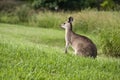 Wildlife Australian Kangaroo