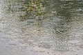 Rain maing circles in the surface of the water