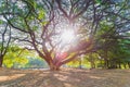 A big rain tree spread out wide branches over dry leaves on the ground with sunshine through the tree with nature background in