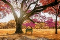 The big Rain trees plant with colorful  leaves, pink orange and yellow leaf in autumn season under sunshine morning Royalty Free Stock Photo