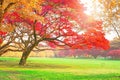 The big Rain trees plant with colorful leaves, pink orange and yellow leaf in autumn season under sunshine morning on green grass Royalty Free Stock Photo