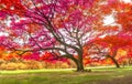 The big Rain trees plant with colorful leaves, pink orange and yellow leaf in autumn season under sunshine morning on green grass Royalty Free Stock Photo