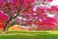 The big Rain trees plant with colorful leaves, pink orange and yellow leaf in autumn season under sunshine morning, on green grass Royalty Free Stock Photo