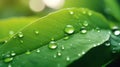 Big rain water drops on green leaf, sun out of focus close-up Royalty Free Stock Photo