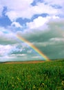 Big rainbow over fields of vines and green wheat fields Royalty Free Stock Photo
