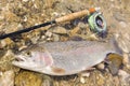 Big rainbow trout Royalty Free Stock Photo