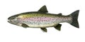 Big rainbow trout. River fish side view, illustration isolate realistic. Royalty Free Stock Photo