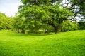 A Big Raintree on meadow in the public park at summer Royalty Free Stock Photo
