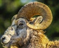 Big ram in profile, Banff National Park, Alberta, Canada Royalty Free Stock Photo