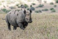 Big rare endangered black aggresive male rhino with big tusks and birds on his back Royalty Free Stock Photo