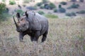 Big rare endangered black aggresive male rhino with big tusks and birds on his back.