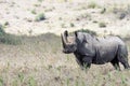 Big rare endangered black aggresive male rhino with big tusks and birds on his back. Royalty Free Stock Photo