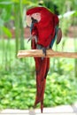 Big rare macaw parrot sitting on the branch Royalty Free Stock Photo