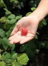 Big raspberry on child's palm Royalty Free Stock Photo