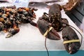 Big raw black lobster on ice sold on fish market in barcelona with galician perebres or barnacles aside. Seafood and shelfish