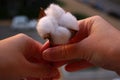 Big raw fluffy cotton flower Gossypium hirsutum, upland cotton, Mexican cotton on woman hands. Close up Royalty Free Stock Photo