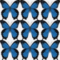 Big realistic collection of colorful butterflies. Papilionidae ulysses, summer flying insects set for greeting cards and scrapbo