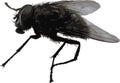 Big realistic housefly