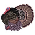 Big Realistic Turkeycock Royalty Free Stock Photo