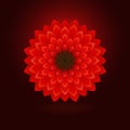 Big red abstract flower bud Royalty Free Stock Photo