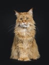 Big red adult Maine Coon cat