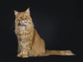 Big red adult yawning Maine Coon cat Royalty Free Stock Photo