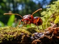 Big red ant intimidating the small