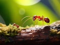 Big red ant intimidating the small Royalty Free Stock Photo