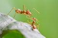 Big red ant intimidating the small Royalty Free Stock Photo