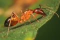 Big Red Ant Royalty Free Stock Photo