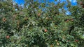Big red apples on an apple tree with green leaves Royalty Free Stock Photo