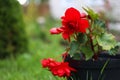 Big red begonia with green background Royalty Free Stock Photo