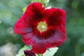 big red bell flower on a stalk in the garden Royalty Free Stock Photo