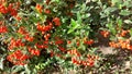Big red berries on a green bush. Autumn fruits. Rosehip for tea Royalty Free Stock Photo